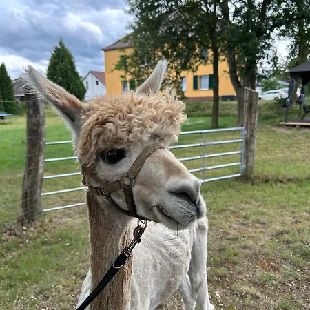 Gelbes Haus Seenland Xl