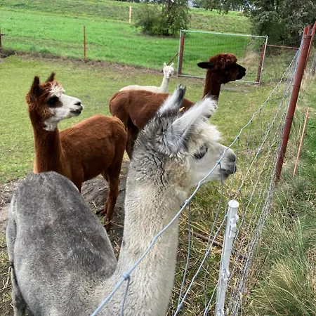 Apartment Gelbes Haus Seenland Xl